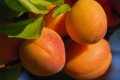 Фестиваль абрикосов - Вахау